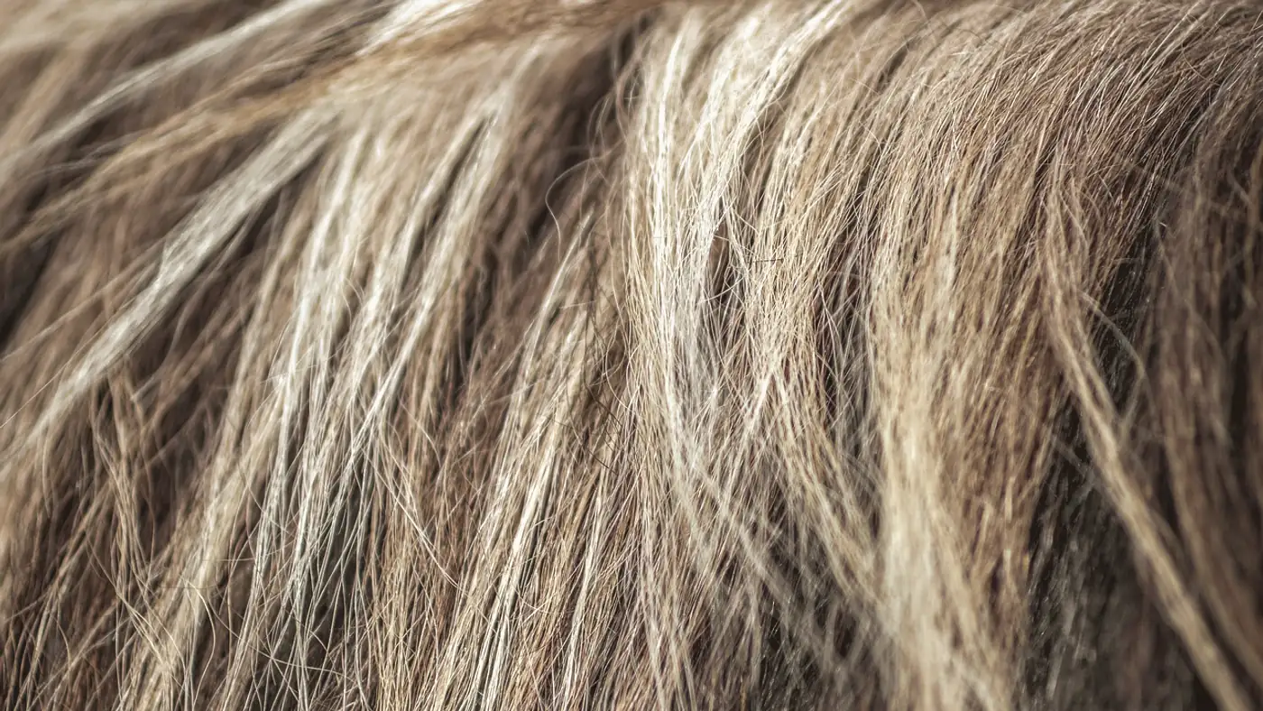 Hårstrån i blont, brunt och grått i närbild